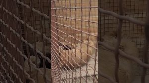 Шерхан сердится, что новый мячик не делает пш......! Минск 16 февраля