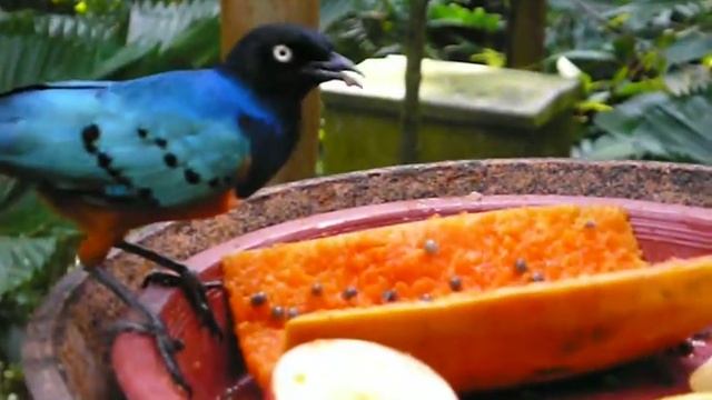 Blue bird eating papaya смотреть онлайн
