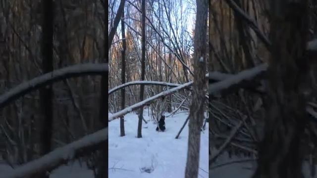 Офигевший кабан или Охота с лайкой смотреть онлайн