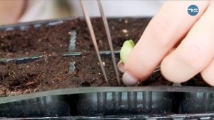 ШАГ ЗА ШАГОМ( ВЫРАЩИВАЕМ РАССАДУ)