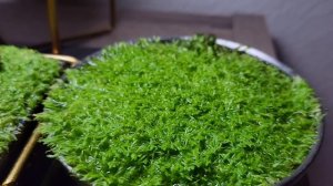 Emersed Utricularia Graminifolia #plants #carnivorousplants #houseplants #diy #hobby