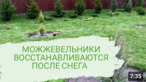 МОЖЖЕВЕЛЬНИКИ ВОССТАНАВЛИВАЮТСЯ ПОСЛЕ СНЕГА. 14.02.2024г.