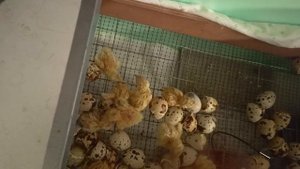 Перепелята переезжают из инкубатора