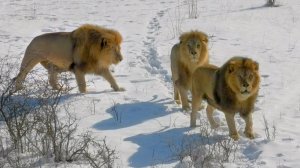 Лев - ВЕЛИКИЙ ОХОТНИК! Ни нюха, ни зрения 😁 Найти копытце в снегу ему НЕ ПОД СИЛУ!