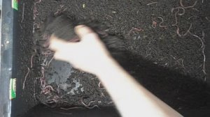 Кормление червя в ящиках