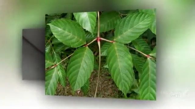 Leea - garden plants смотреть онлайн