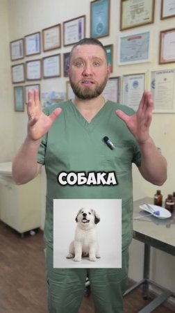 Как вырастить здоровую собаку?