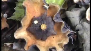 Жили были мы. Грибы, грибы в лесах вблиз Смоленска.