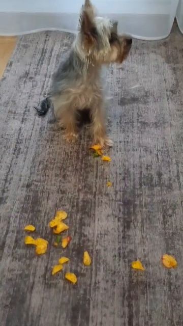 фильм #животные #вирал смотреть онлайн