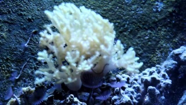 Leather Coral Shedding Its Completely Normal смотреть онлайн