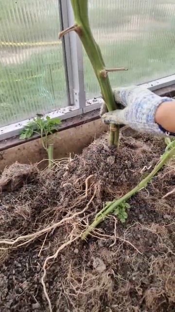 ТОМАТЫ, ПЕРЕЦ, БАКЛАЖАНЫ... И НЕ ПРОФЕСИОНАЛ ПОЙМЁТ КАК ПОДКАРМЛИВАТЬ И ПОЛИВАТЬ ОВОЩИ ПРАВИЛЬНО!!! смотреть онлайн