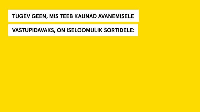 Erinevused vanade ja uute sortide vahel смотреть онлайн