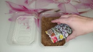 Микрозелень горчицы Красный вельвет
