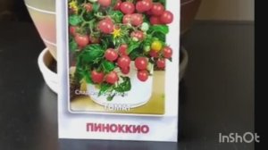 Помидорчик Пиноккио. Несколько лет наблюдений.