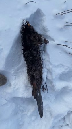 нашёл замёрзшего бобра