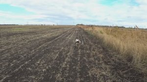 Английский Спрингер Спаниель-Джина. Охота по Куропатке  2024