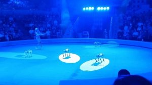 Дрессированные робособаки_08.02.25