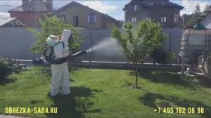 Услуги обрезки деревьев, кустарников и обработки от вредителей и болезней