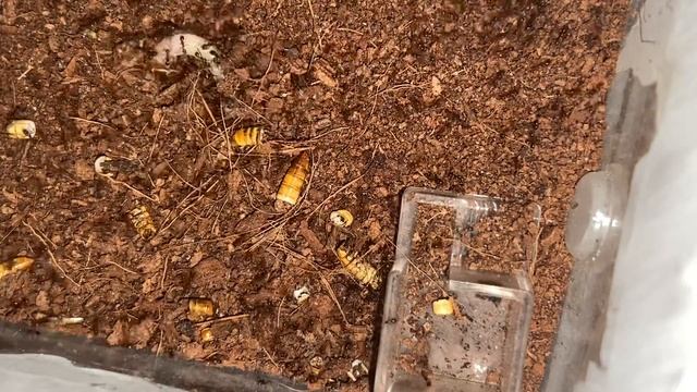 Carebara Diversa ants feeding (2) 2 Aug 2022 смотреть онлайн