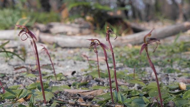 Flora recovery after bushfire at Cape Conran Coastal Park