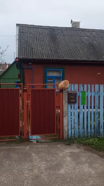 рыжик🐱испугался смотреть онлайн