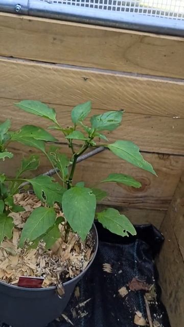 Как выглядит перец смотреть онлайн