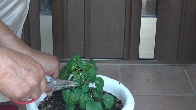 【花】サルビアの育て方・摘芯 смотреть онлайн