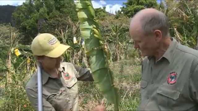 Banana Bunchy Top disease in Australia