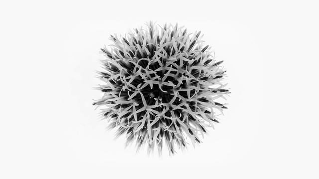 Echinops Bannaticus смотреть онлайн