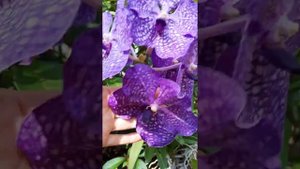 Vanda Pachara Delight and Vanda Pakchong Blue. Orchid care