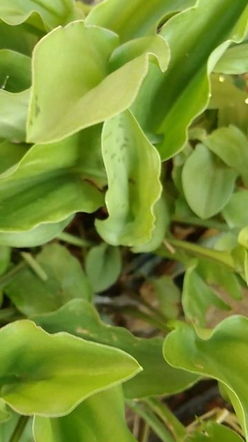 Orelha-de-Leopardo/(Drimiopsis maculata) Lindl. & Paxton. [Leitura na Descrição]#plantas смотреть онлайн