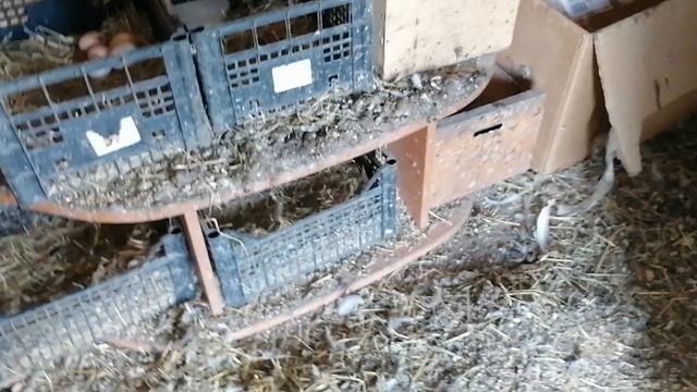 Диатомовая земля от паразитов. Зачем рвать крапиву?