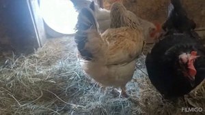 20-02-2025 чувствуется приближение весны 🌞 мои животные