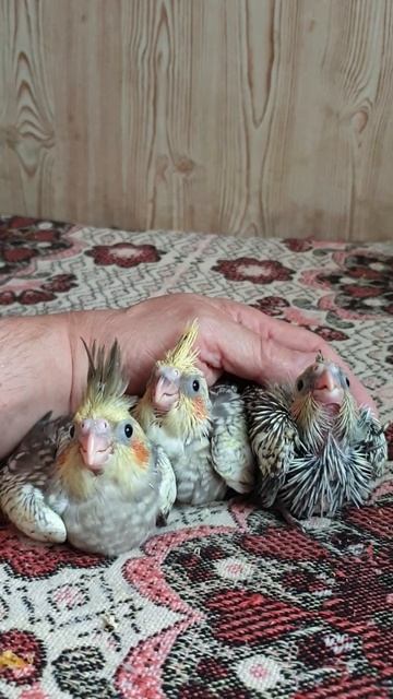 22 , 19 , 17 дней ... смотреть онлайн