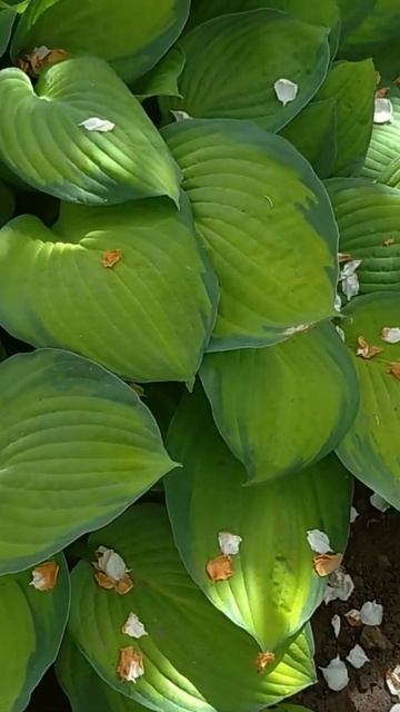 Хоста и Хоста #цветы #flower #garden #хоста #hostas смотреть онлайн