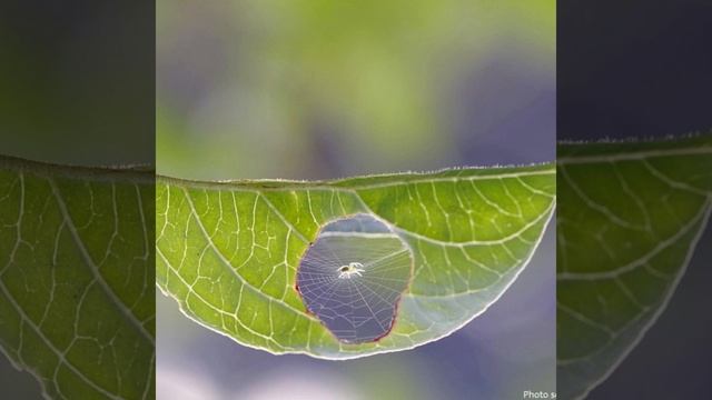 Patu digua Duniya ka sab se Smallest spider ha 0.37 mm #shorts смотреть онлайн