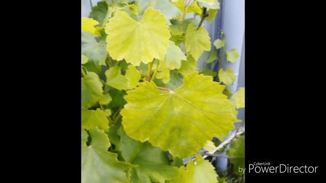 Домашнее и дикие культуры смотреть онлайн