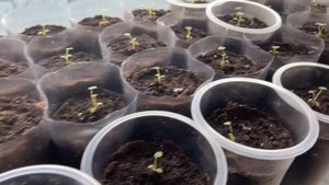 Землянику пришлось обработать фитоспорином.