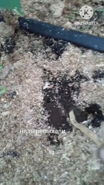 Мульчируем огурец опилками. Стимуляция мощного корня #shortvideo #теплица #огурцывтеплице