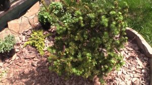 Ель сербская Пендула Брунс(Picea omorika Pendula Bruns)