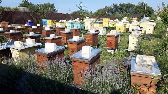 Продажа пчёл в Харькове. Пчёлы по 1200 грн. смотреть онлайн