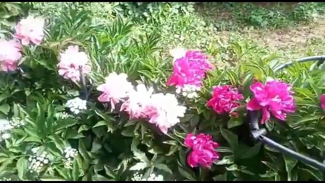 Видеоальманах "КОЗЕ С ПРИВЕТОМ!" 6 выпуск смотреть онлайн