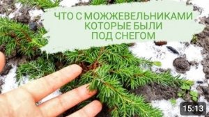 ЧТО С МОЖЖЕВЕЛЬНИКАМИ КОТОРЫЕ БЫЛИ ПОД СНЕГОМ. 12.02.2024г.