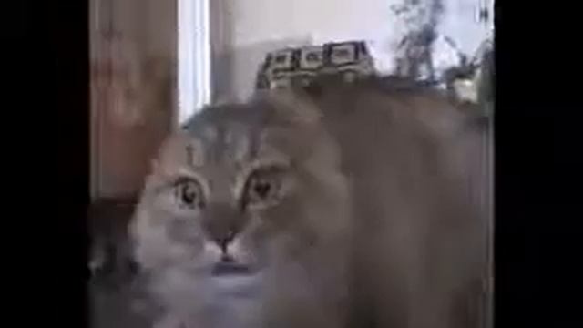 Мяв сказав я смотреть онлайн