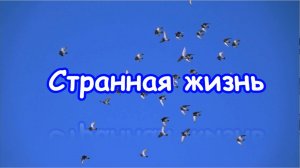 Клип Людмилы Ураевой. Странная жизнь. Стихи, музыка А. Розенбаум, поёт Спартак Чайка