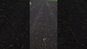 посев капусты профессор и саксесор