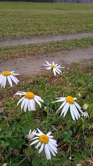 "Полевые цветы", поет песню Людмила Сенчина смотреть онлайн