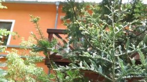 Sequoia sempervirens 'Adpressa' sekvoje vždyzelená