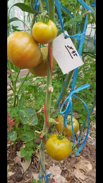 Томат АНАНАС ЗЕБРА  Продаю семена томатов