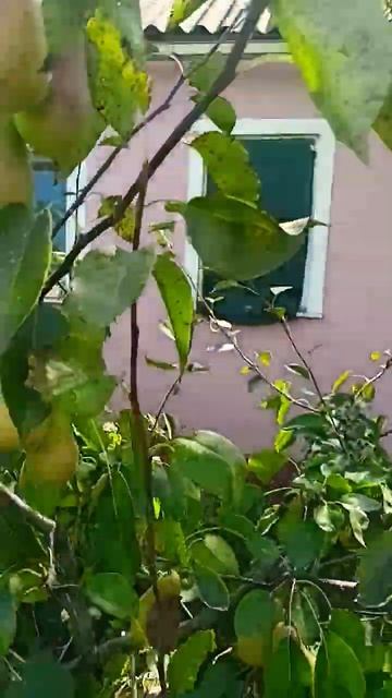 #груша талгарка смотреть онлайн